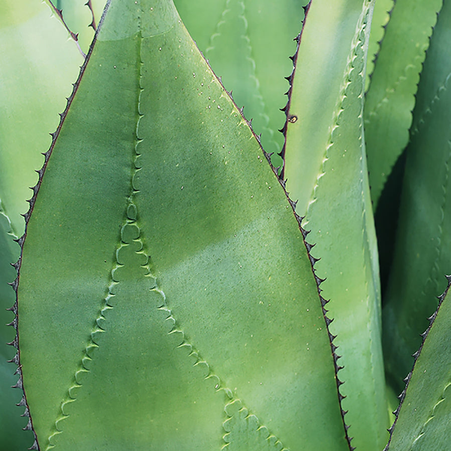 Bolso Maguey Añil