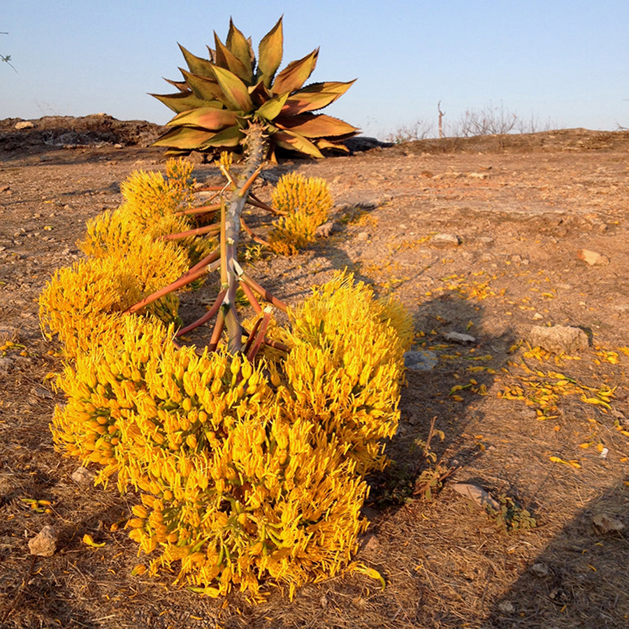 Bolso Maguey Natural